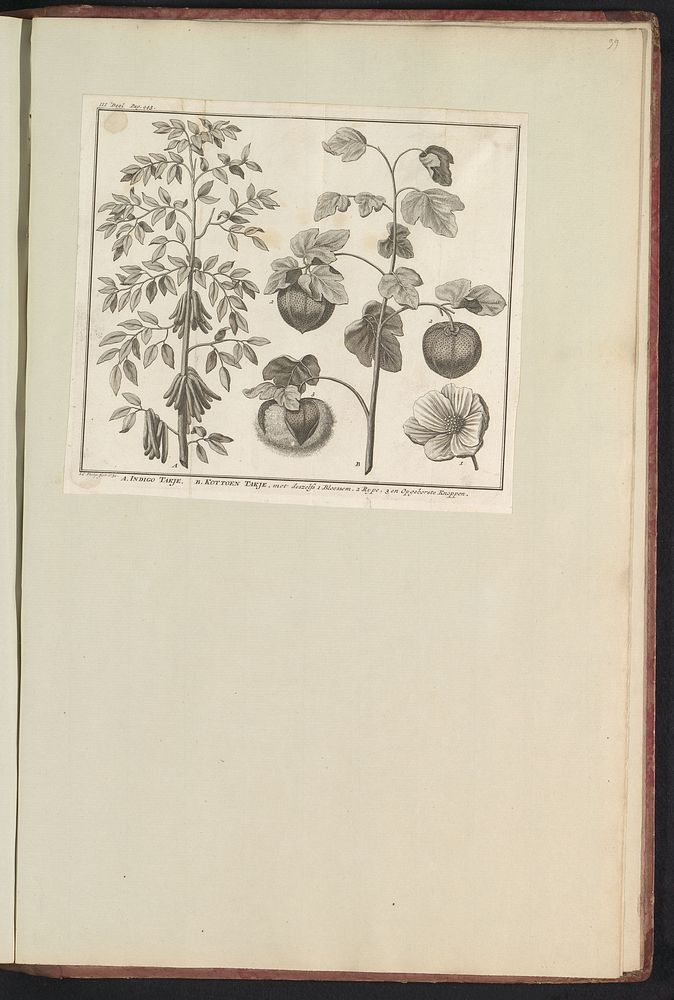 Indigofera en katoenplant (Gossypium) (1730) by Jan Caspar Philips