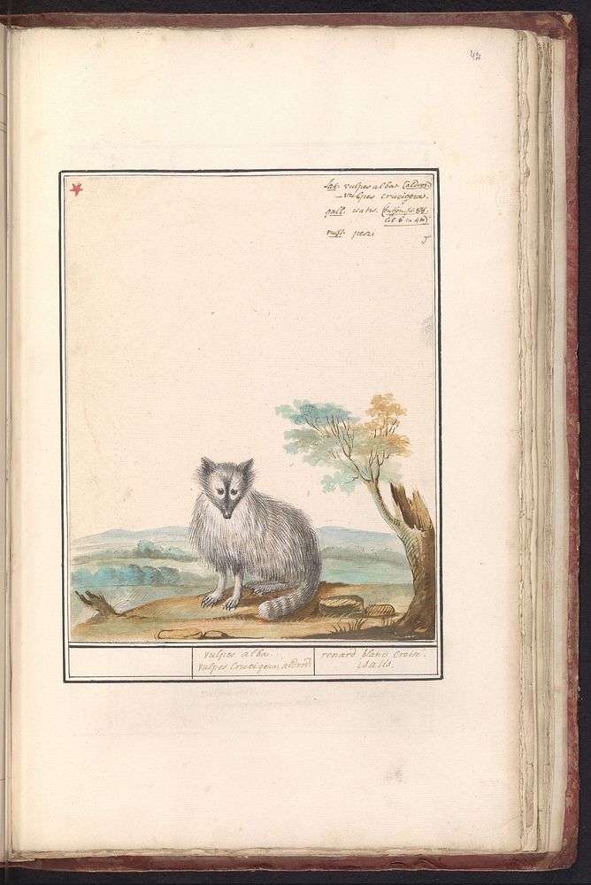 Vos (Vulpes vulpes) (1790 - 1814) by Jacob Goethals