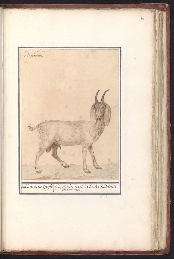 Indische geit (Capra) (1596 - 1610) by Anselmus Boëtius de Boodt and Elias Verhulst