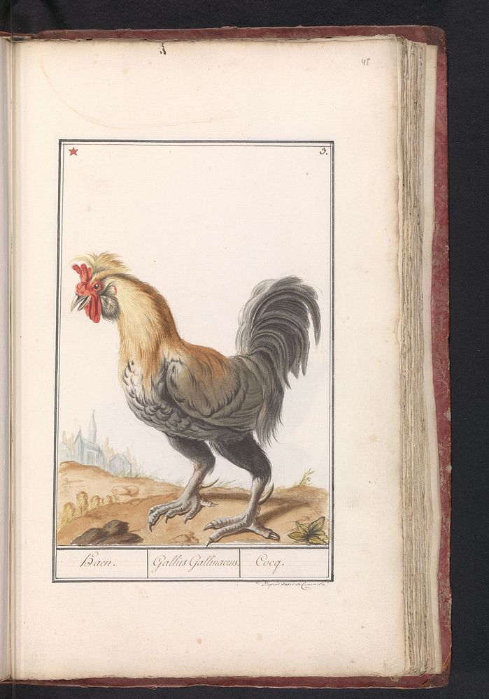 Kip (Gallus gallus domesticus) (1790 - 1814) by anonymous and David de Coninck