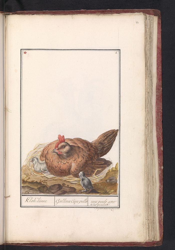 Kip (Gallus gallus domesticus) met kuikens (1790 - 1814) by anonymous and David de Coninck