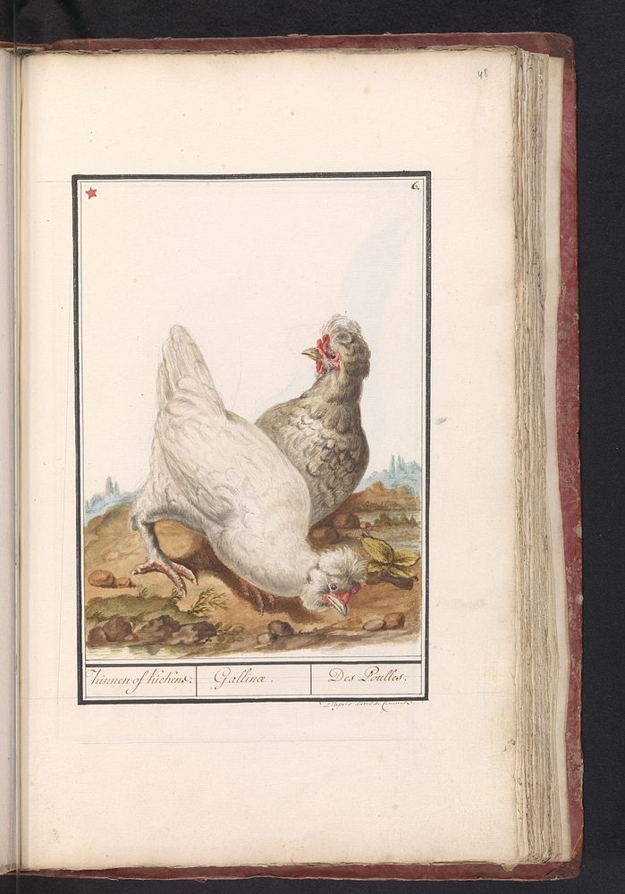 Twee kippen (Gallus gallus domesticus) (1790 - 1814) by anonymous and David de Coninck