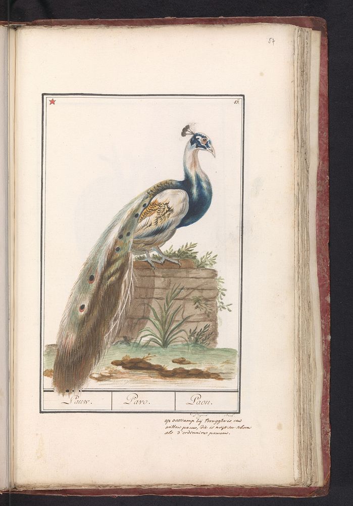 Indian Peafowl (1790 - 1814) by anonymous and Boel
