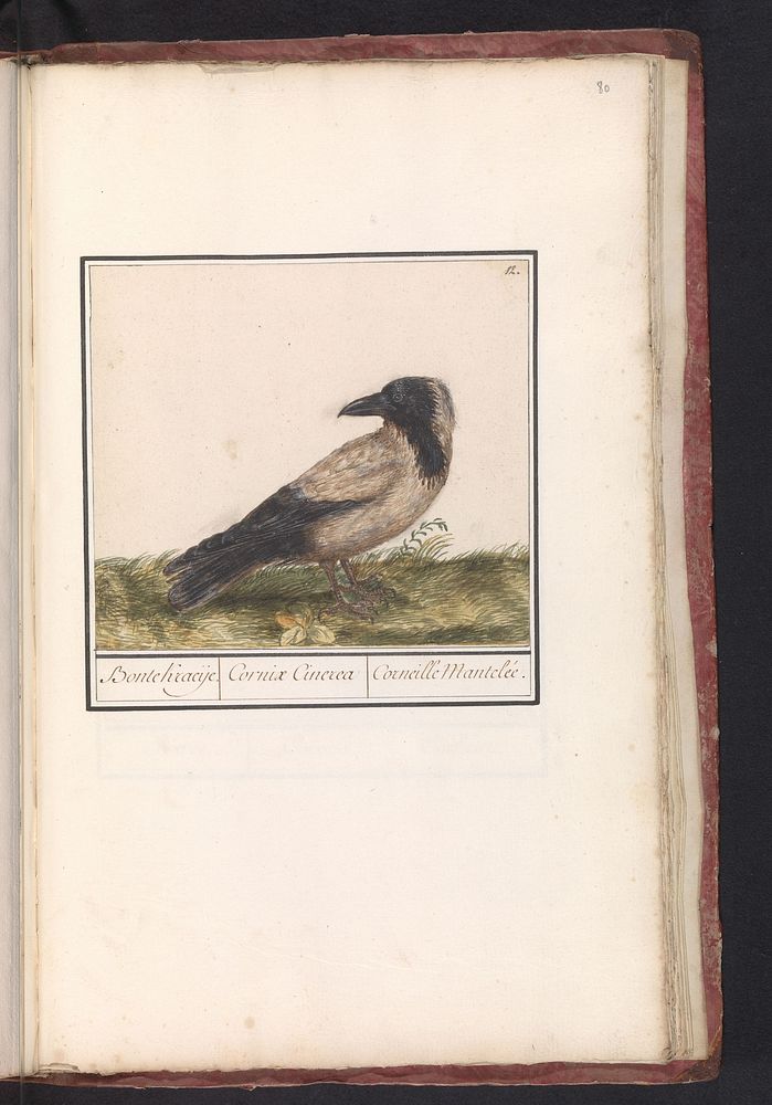 Bonte kraai (Corvus cornix) (1596 - 1610) by Anselmus Boëtius de Boodt and Elias Verhulst