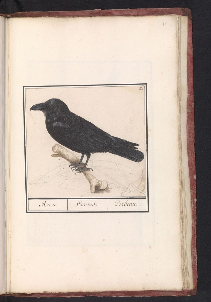 Raaf (Corvus corax) (1596 - 1610) by Anselmus Boëtius de Boodt and Elias Verhulst