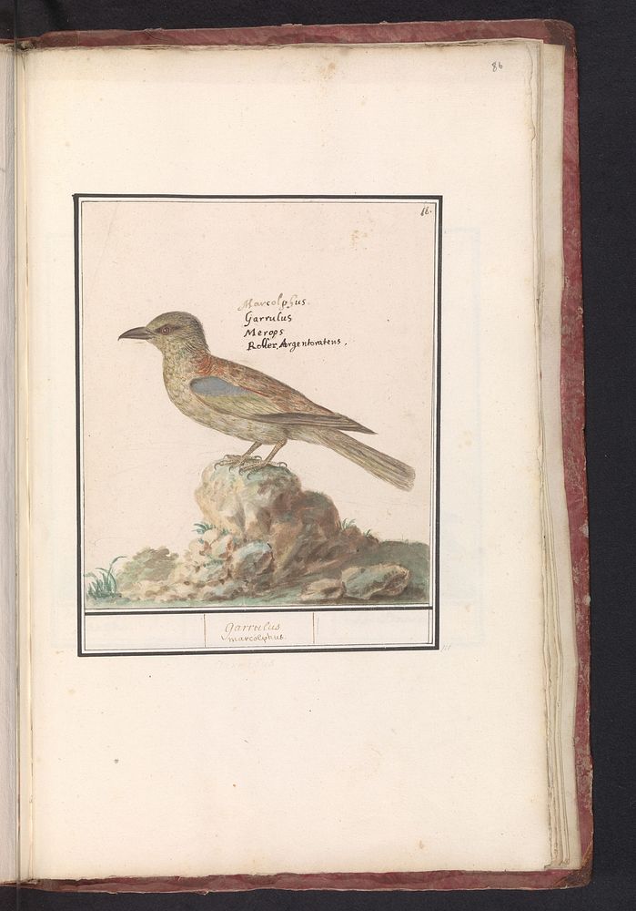 Eurasian Jay (1596 - 1610) by Anselmus Boëtius de Boodt and Elias Verhulst