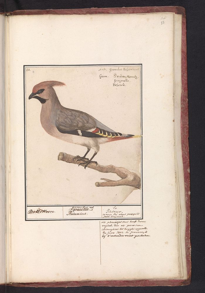 Pestvogel (Bombycilla garrulus) (1596 - 1610) by Anselmus Boëtius de Boodt and Elias Verhulst