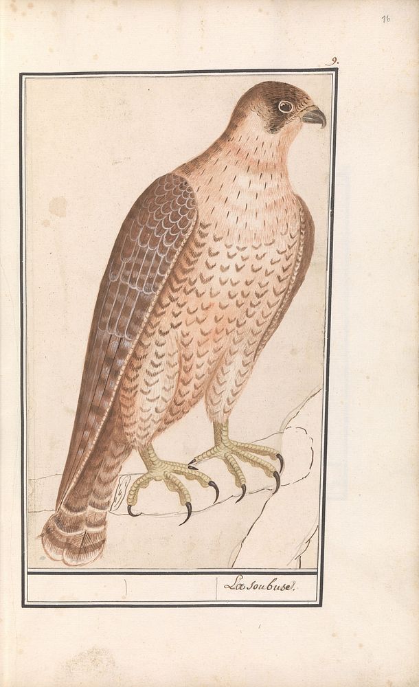 Saker Falcon (1596 - 1610) by Anselmus Boëtius de Boodt and Elias Verhulst