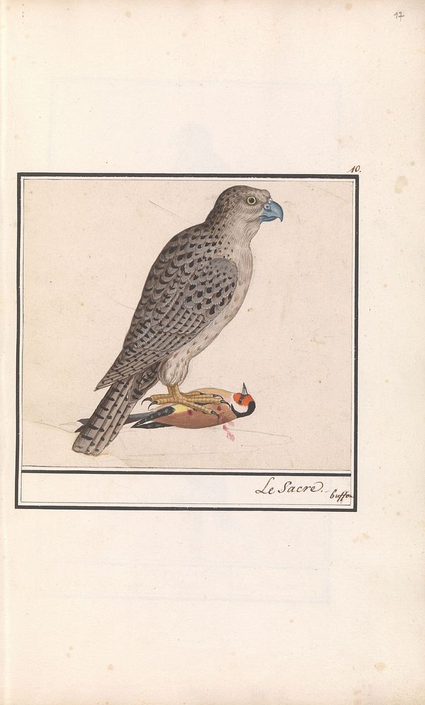 Giervalk (Falco rusticolus) (1596 - 1610) by Anselmus Boëtius de Boodt and Elias Verhulst