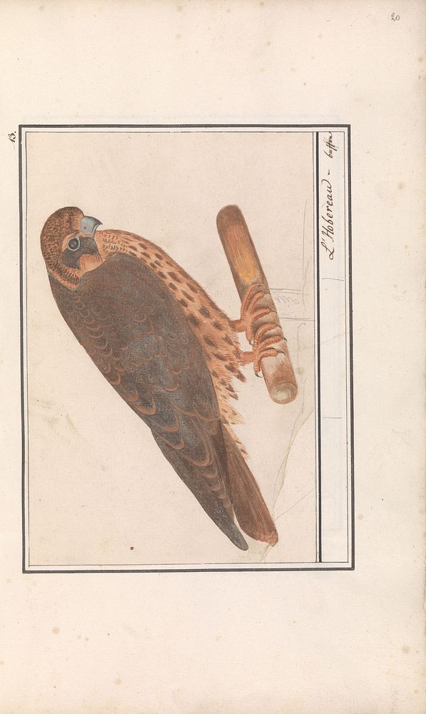 Boomvalk (Falco subbuteo) (1596 - 1610) by Anselmus Boëtius de Boodt and Elias Verhulst