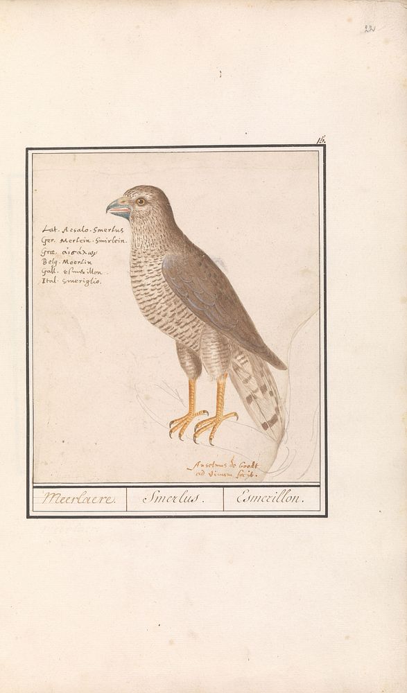 Smelleken (Falco columbarius) (1596 - 1610) by Anselmus Boëtius de Boodt