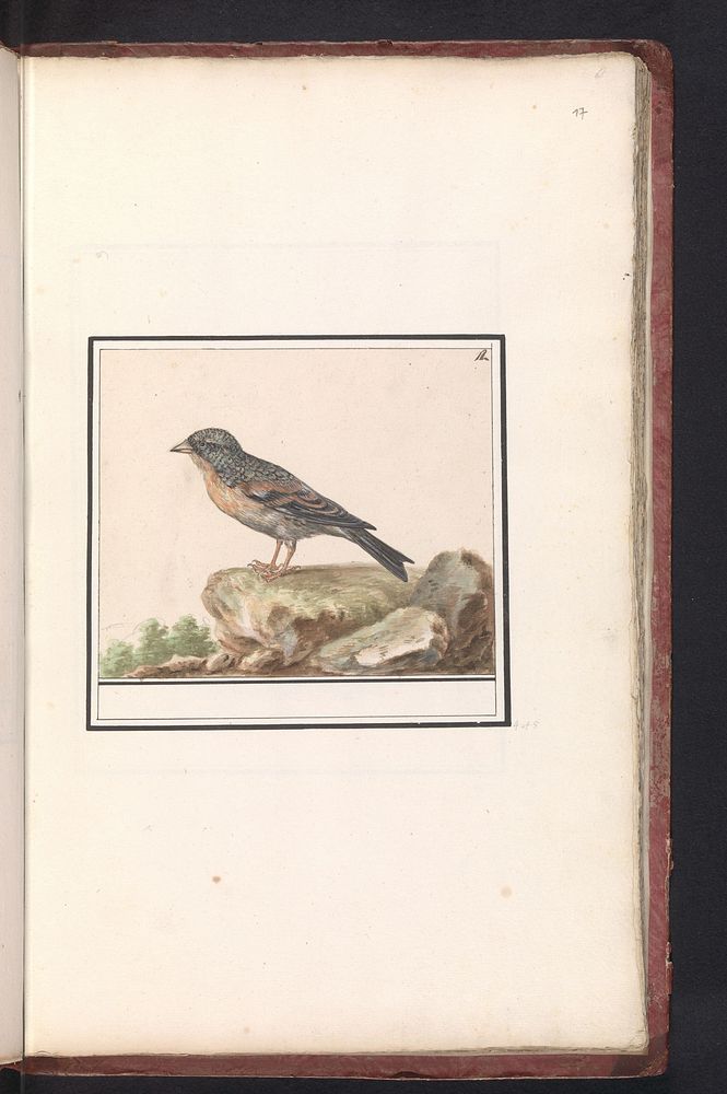 Vink (Fringilla) (1596 - 1610) by Anselmus Boëtius de Boodt and Elias Verhulst