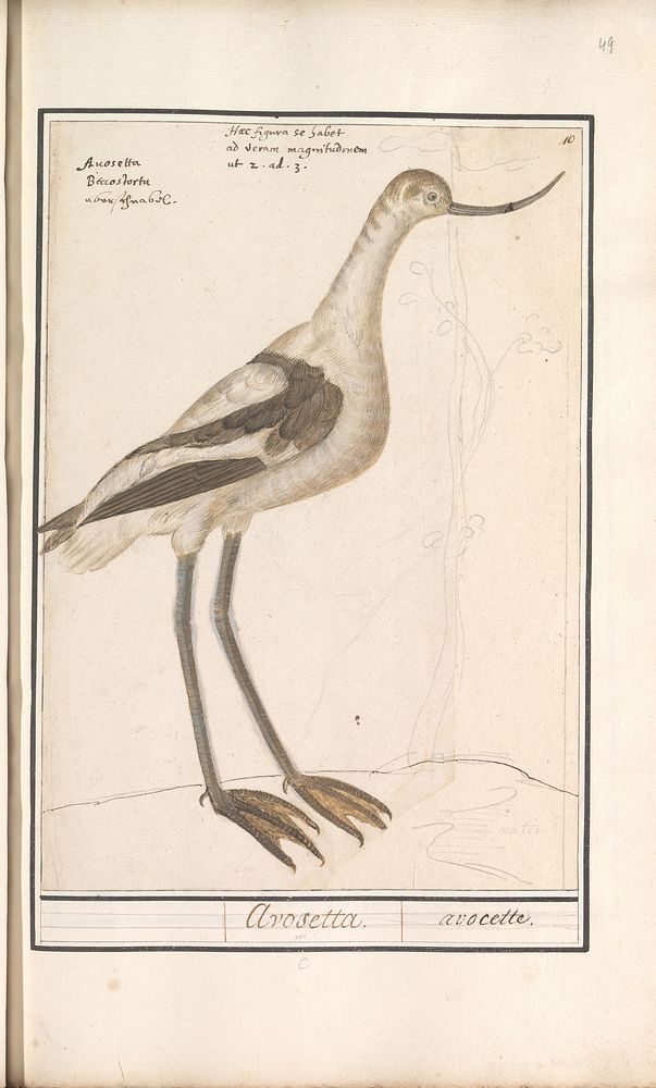 Kluut (Recurvirostra avosetta) (1596 - 1610) by Anselmus Boëtius de Boodt and Elias Verhulst