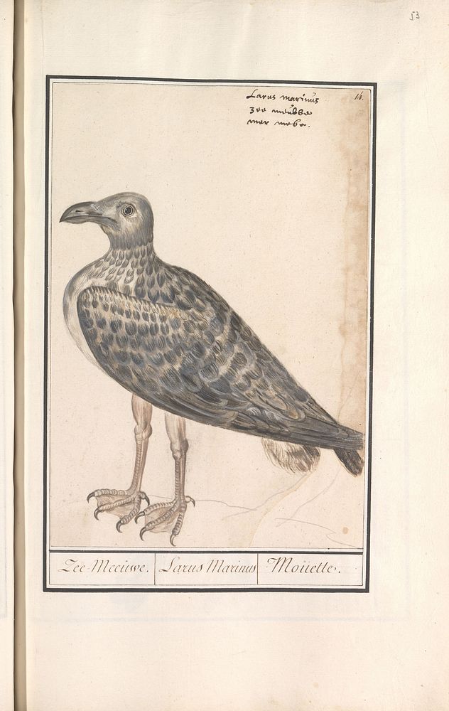 Grote mantelmeeuw (Larus marinus) of zilvermeeuw (Larus argentatus) (1596 - 1610) by Anselmus Boëtius de Boodt and Elias…