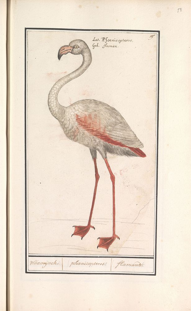 Gewone flamingo (Phoenicopterus roseus) (1596 - 1610) by Anselmus Boëtius de Boodt and Elias Verhulst