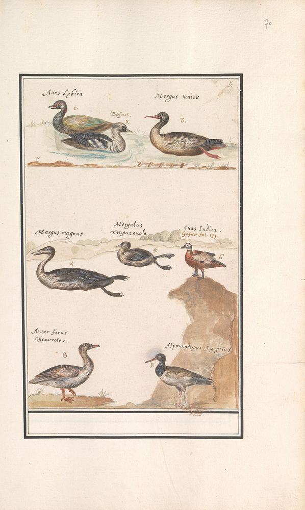 Blad met acht eenden (Anas), zaagbekken (Mergus) en andere watervogels (1596 - 1610) by Anselmus Boëtius de Boodt and Elias…