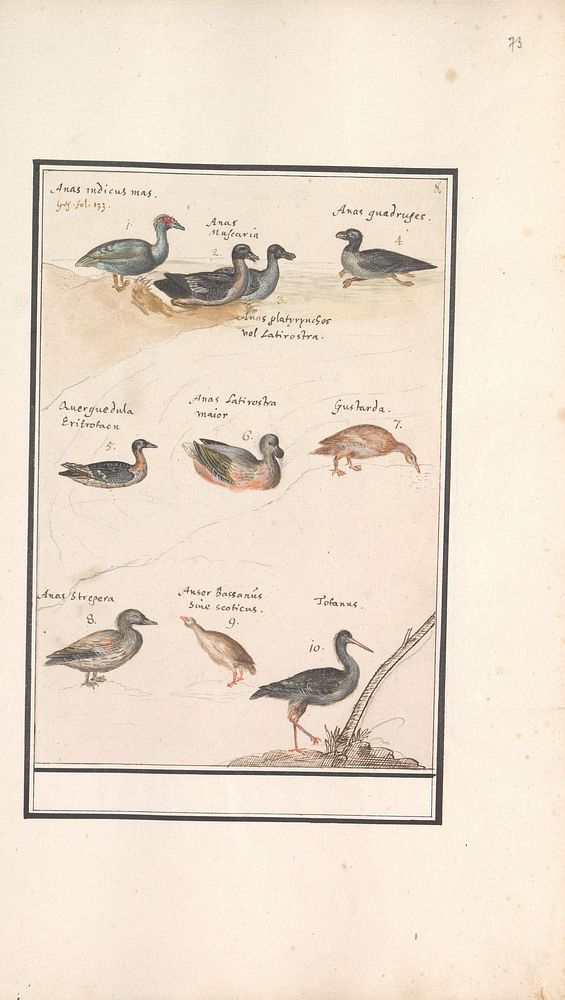 Blad met tien eenden (Anas) en andere watervogels (1596 - 1610) by Anselmus Boëtius de Boodt and Elias Verhulst