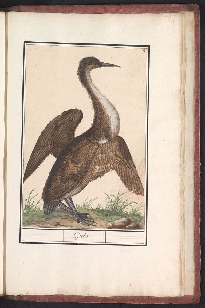 Slangenhalsvogel (Anhinga) (1596 - 1610) by Anselmus Boëtius de Boodt and Elias Verhulst