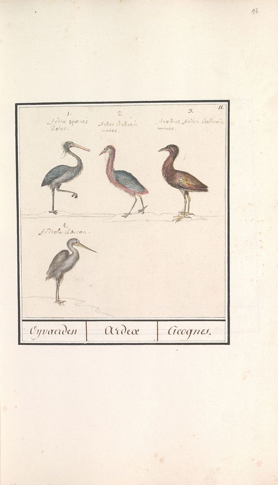 Reigers (Ardeidae) (1596 - 1610) by Anselmus Boëtius de Boodt and Elias Verhulst