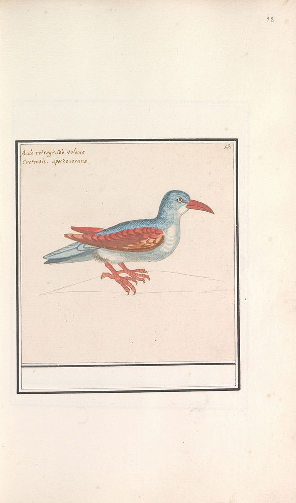 Onbekende vogel (1596 - 1610) by Anselmus Boëtius de Boodt and Elias Verhulst