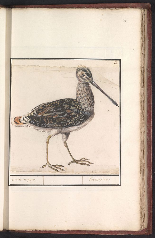 Watersnip (Gallinago gallinago) (1596 - 1610) by Anselmus Boëtius de Boodt and Elias Verhulst