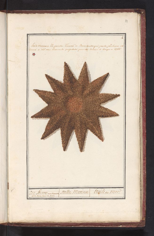 Zeester (Asteroidea) (1786) by anonymous