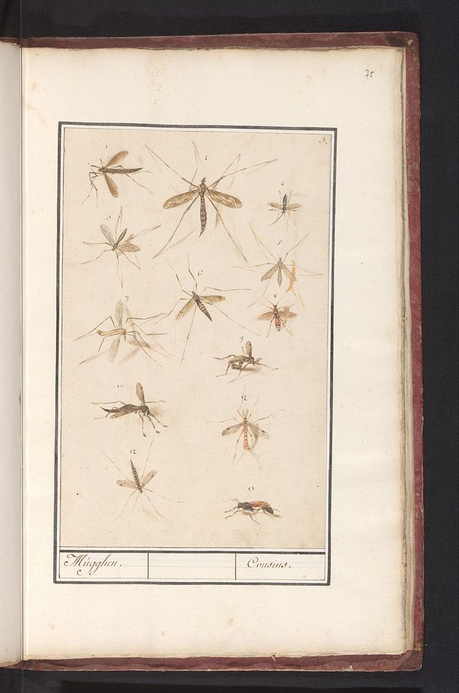 Sheet with Thirteen Mosquitoes (1596 - 1610) by Anselmus Boëtius de Boodt