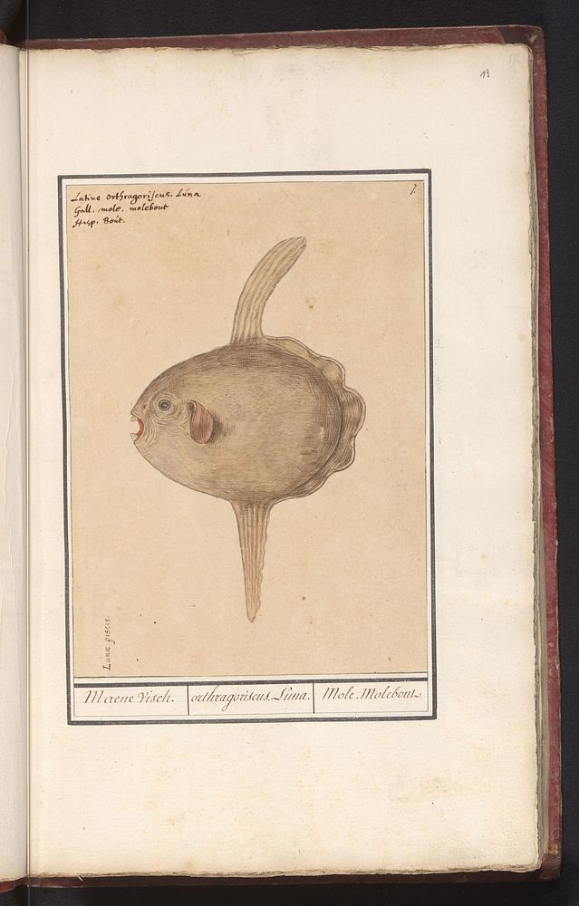 Maanvis (Mola mola) (1596 - 1610) by Anselmus Boëtius de Boodt and Elias Verhulst