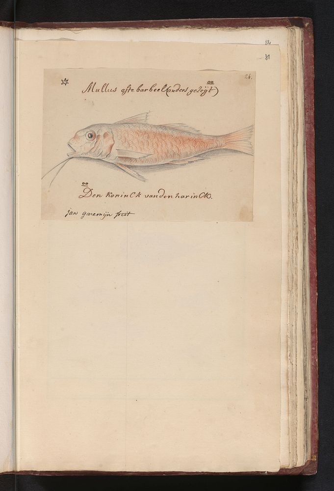 Mul (Mullus surmuletus) (1790 - 1799) by Jan Anton Garemyn