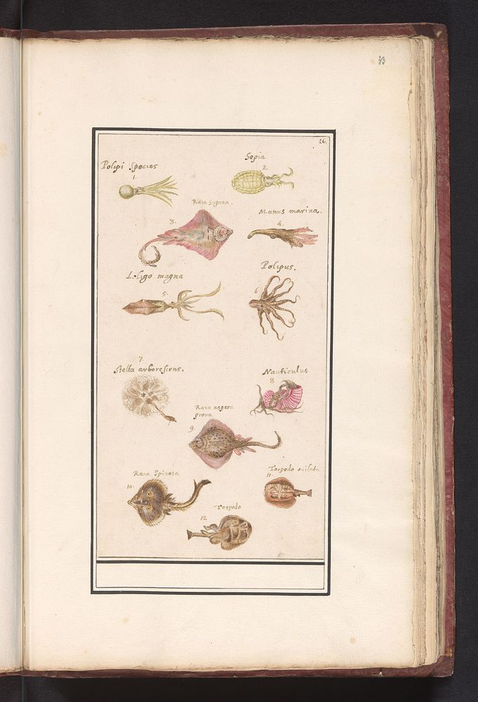 Blad met twaalf vissen en inktvissen (1596 - 1610) by Anselmus Boëtius de Boodt and Elias Verhulst