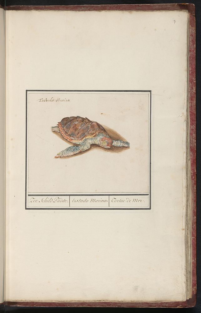 Zeeschildpad (Cheloniidae) (1596 - 1610) by Anselmus Boëtius de Boodt