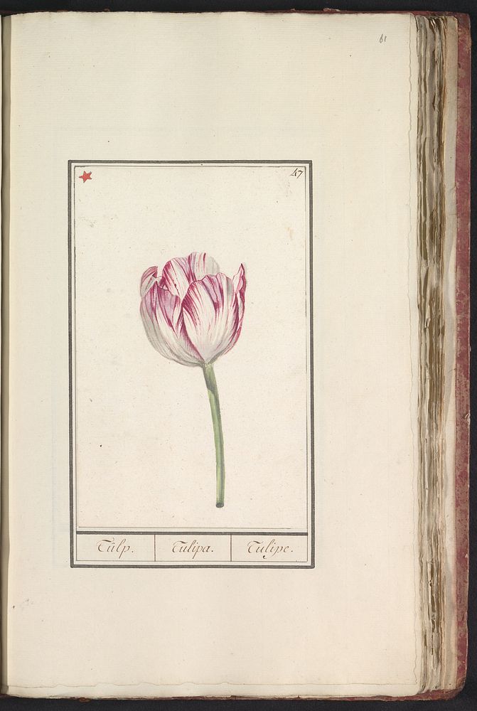 Tulp (Tulipa) (1790 - 1814) by anonymous