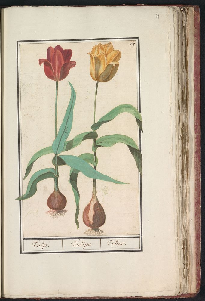 Tulp (Tulipa) (1596 - 1610) by Anselmus Boëtius de Boodt and Elias Verhulst