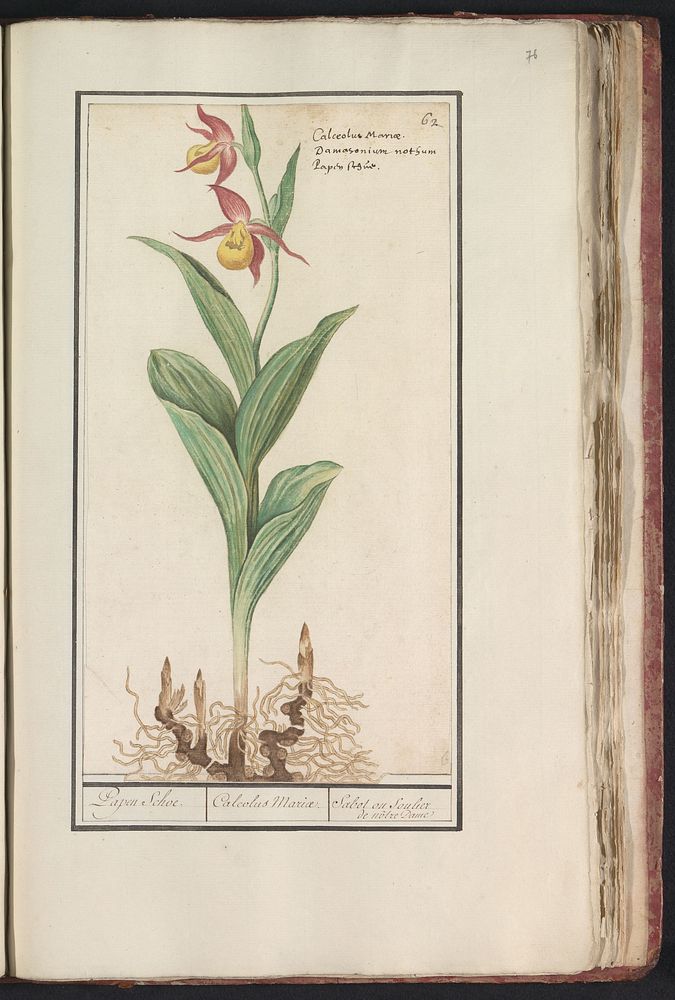 Vrouwenschoentje (Cypripedium calceolus) (1596 - 1610) by Anselmus Boëtius de Boodt and Elias Verhulst
