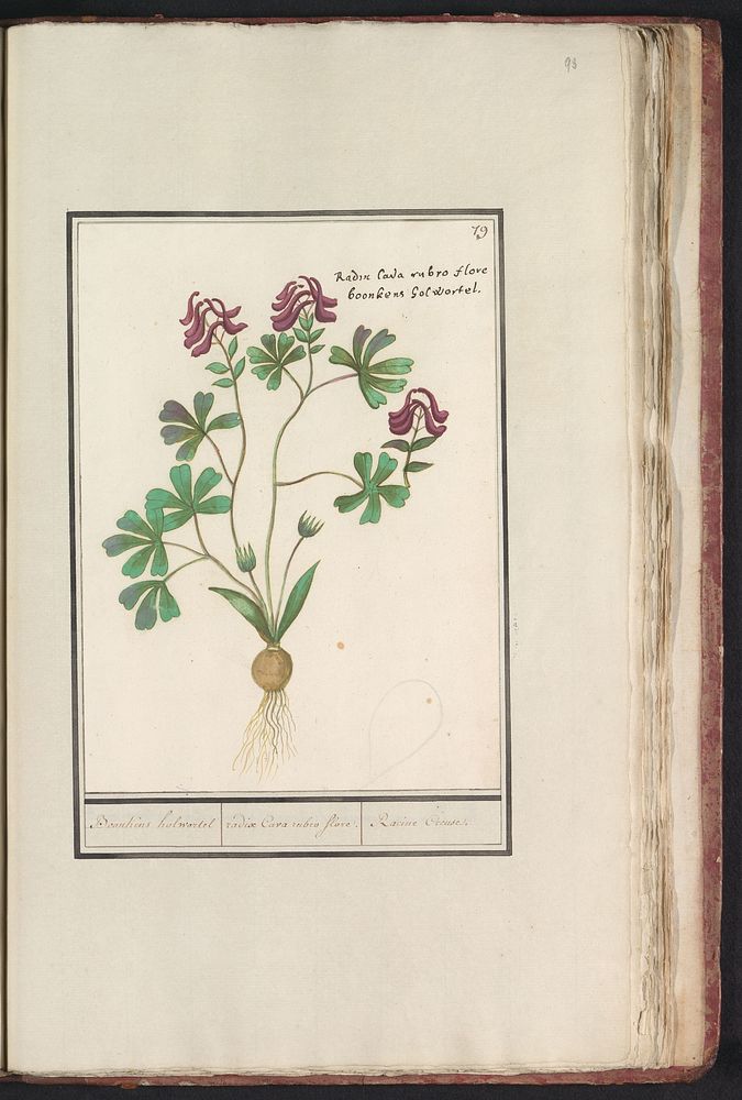 Holwortel (Corydalis cava) (1596 - 1610) by Anselmus Boëtius de Boodt and Elias Verhulst