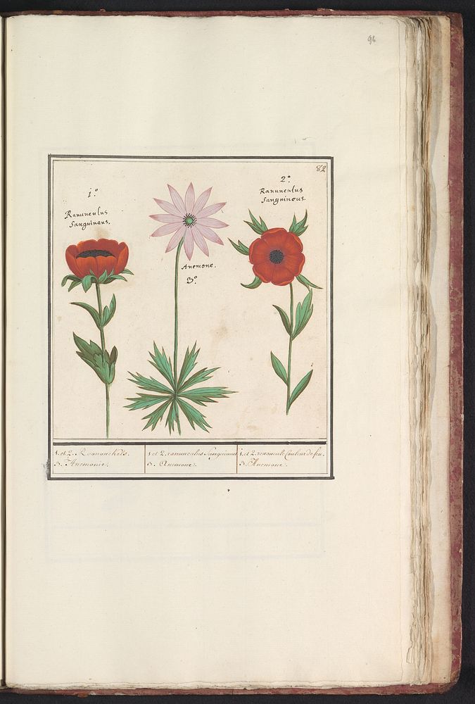 Anemoon (Anemone) (1596 - 1610) by Anselmus Boëtius de Boodt and Elias Verhulst
