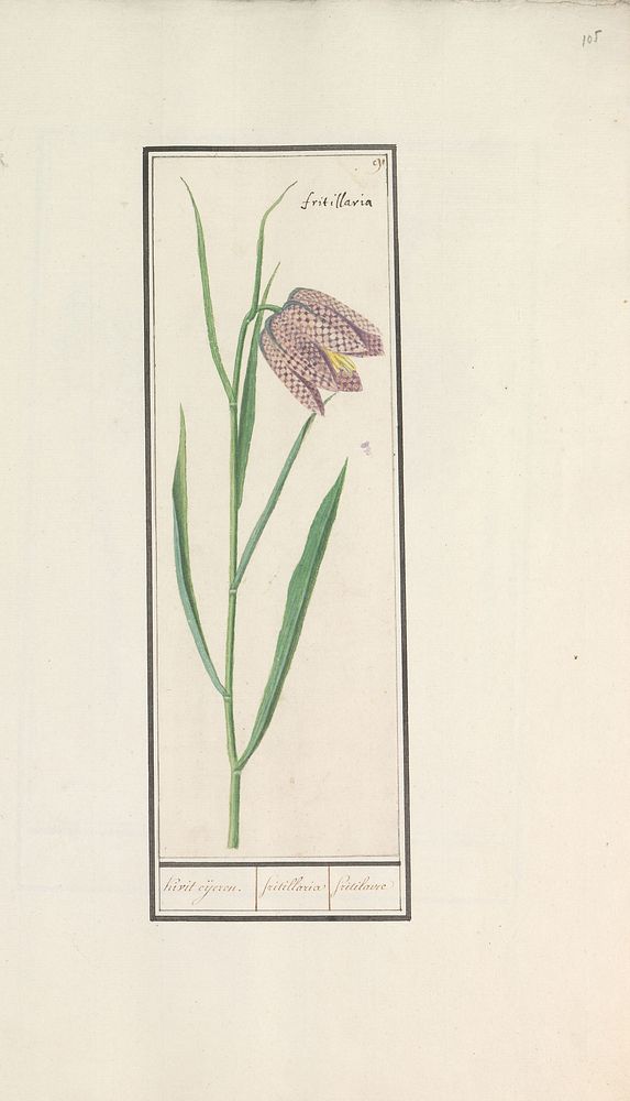 Kievitsbloem (Fritillaria meleagris (1596 - 1610) by Anselmus Boëtius de Boodt and Elias Verhulst