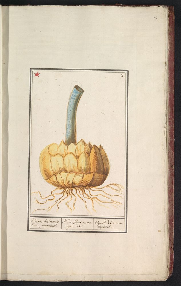 Bol van de keizerskroon (Fritillaria imperialis) (1796 - 1814) by anonymous