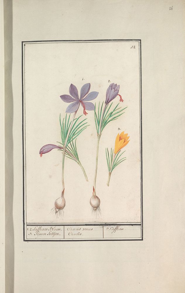 Saffraankrokus (Crocus sativus) en gele krokus (Crocus) (1596 - 1610) by Anselmus Boëtius de Boodt and Elias Verhulst