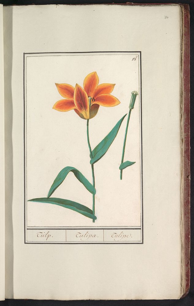 Tulp (Tulipa) (1596 - 1610) by Anselmus Boëtius de Boodt and Elias Verhulst