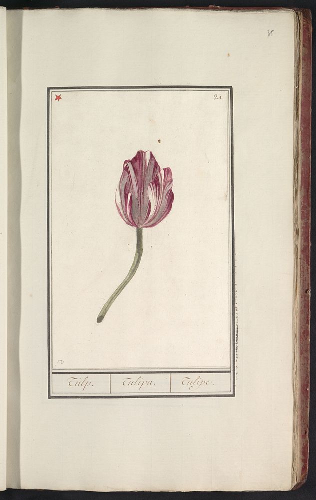 Tulp (Tulipa) (1796 - 1814) by anonymous