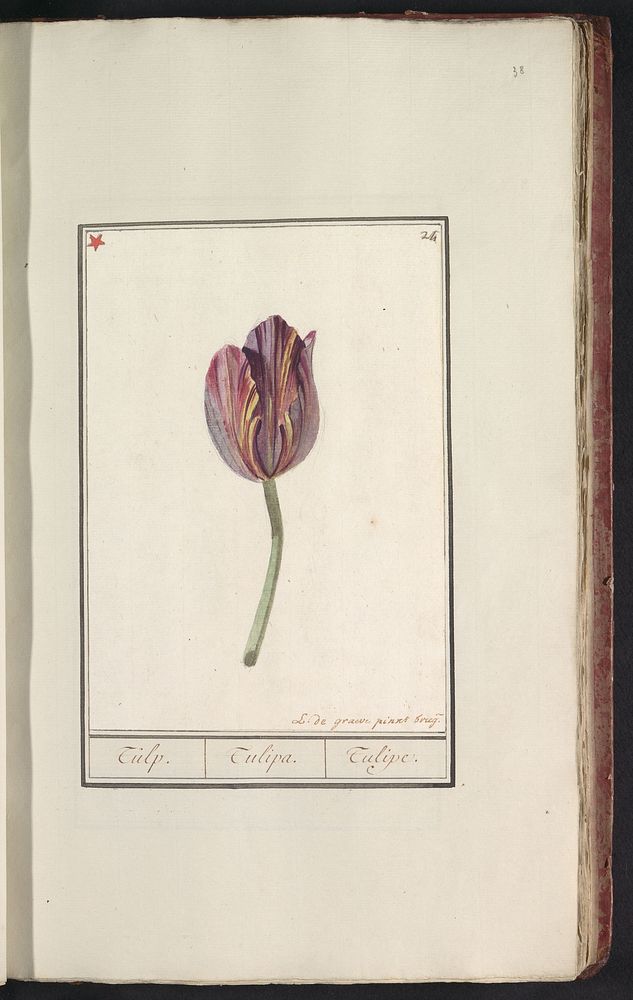 Tulp (Tulipa) (1790 - 1814) by Louis De Graeve