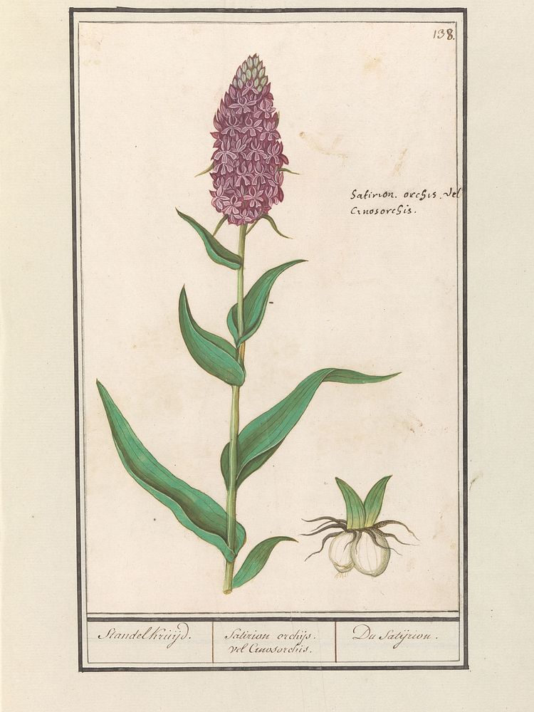 Brede orchis (Dactylorhiza majalis) (1596 - 1610) by Anselmus Boëtius de Boodt and Elias Verhulst
