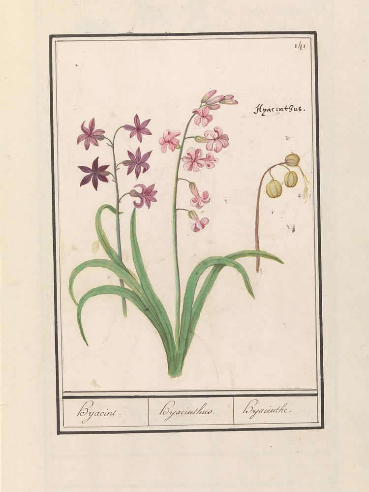 Hyacint (Hyacinthus orientalis) (1596 - 1610) by Anselmus Boëtius de Boodt and Elias Verhulst