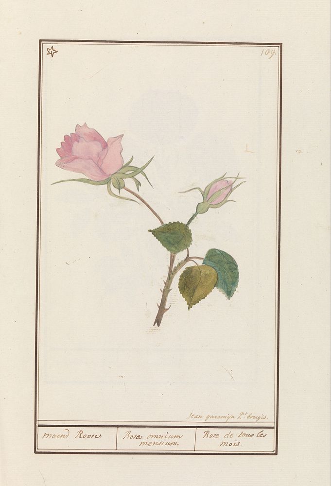 Roos (Rosa) (1790 - 1799) by Jan Anton Garemyn