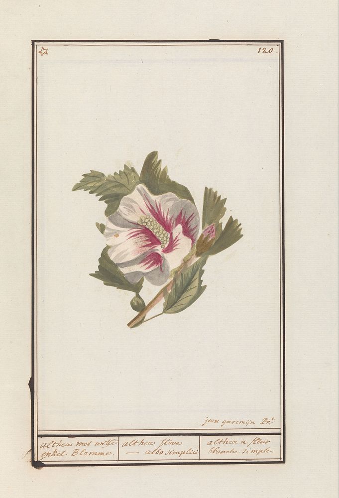 Hibiscus (Hibiscus syriacus) (1790 - 1799) by Jan Anton Garemyn