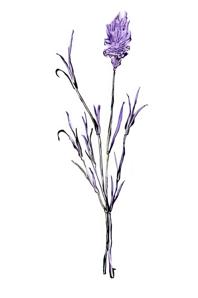 Lavender sketch blossom drawing.