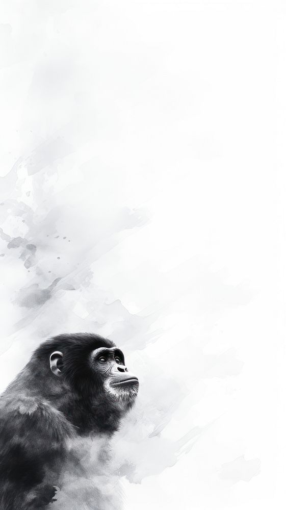 Monkey ape wildlife gorilla.