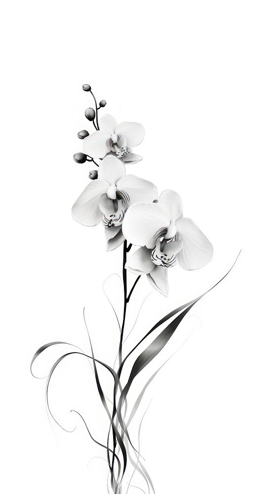 Orchid flower plant white.