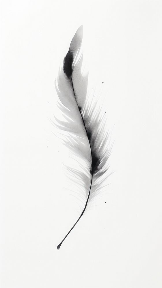 Feather drawing sketch white.